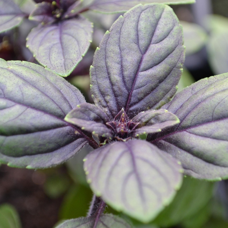 Ocimum basilicum var. purpurascens Basil, Purple Buy Herb Plants