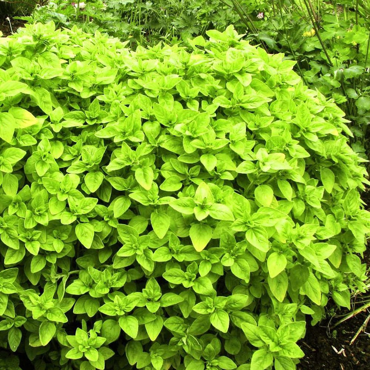 Buy Origanum vulgare 'Aureum' Golden Marjoram | Herb Plant for Sale in 9cm Pot