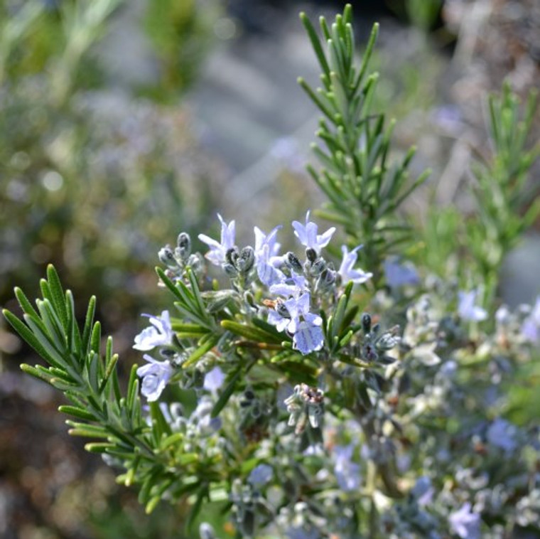 Buy Rosemary Foxtail (Rosmarinus officinalis "Foxtail") | Herb Plants for Sale