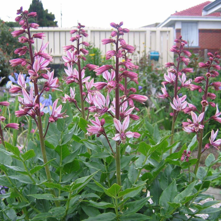 Dictamnus albus var. purpureus Gas Plant (pink flower) Buy Herb Plants