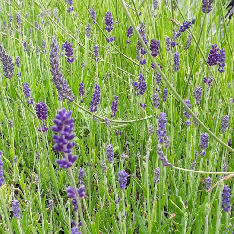 Lavandula angustifolia 'Peter Pan' (Lavender 'Peter Pan') | Herb plant for sale online
