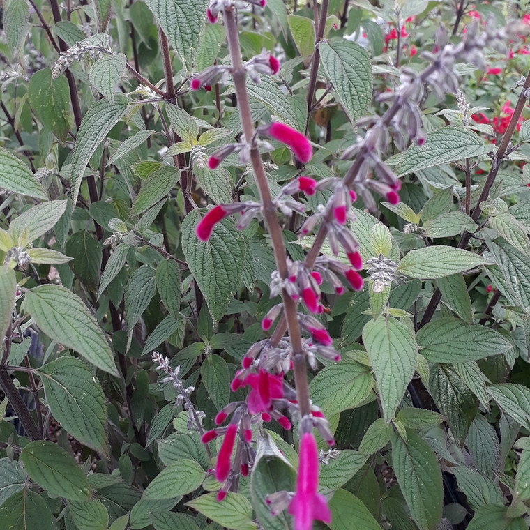 Salvia curvifolia 'Tubular Bells' (Sage curvifolia'Tubular Bells') Herb Plant  | Herb Plant for sale in 1 Litre Pot