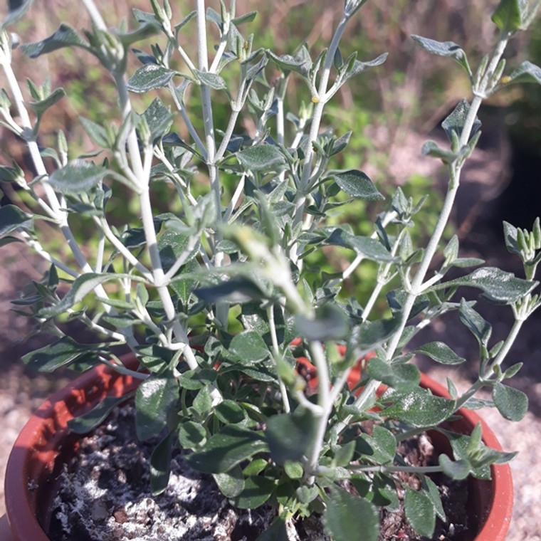 Teucrium marum(Cat Thyme) |Buy Herb Plant Online