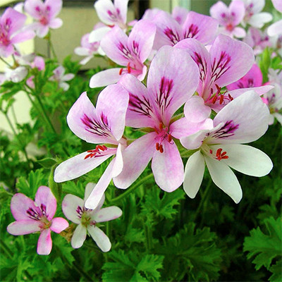 Pelargonium 'Sweet Mimosa'(Geranium  'Sweet Mimosa' )Herb Plant