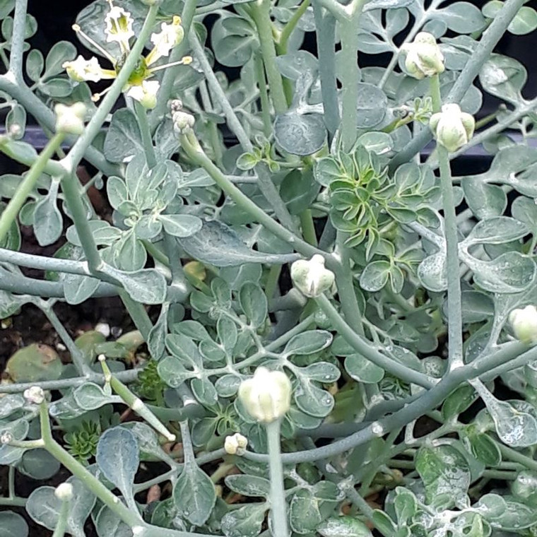 Ruta Corsica (Corsican Rue) | Herb Plant in 1 Litre Pot for sale online