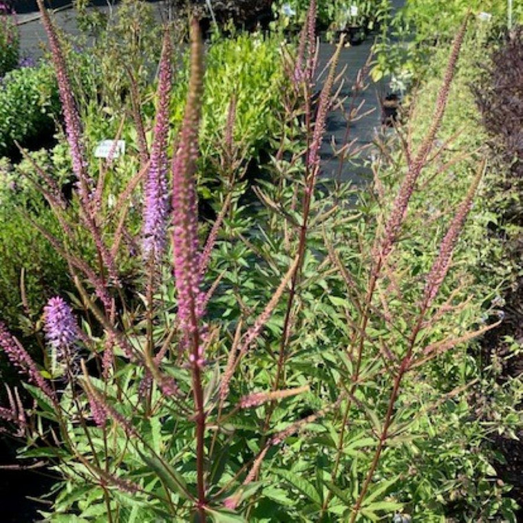 Veronicastrum virginicum 'Adoration' (Black Root 'Adoration')| Herb Plant for sale online in 1 Litre Pot