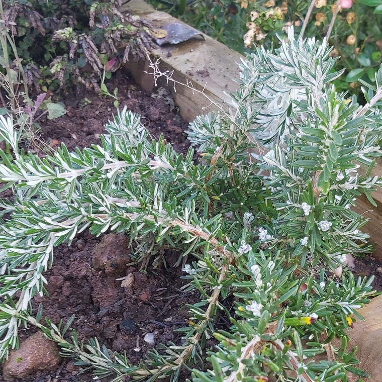 Rosmarinus officinalis prostrata group 'Whitewater Silver' Rosemary