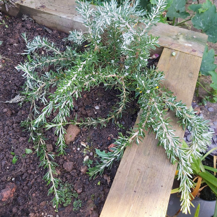 Salvia rosmarinus officinalis prostratus group 'Whitewater Silver' (Rosemary 'Whitewater Silver' ) Herb Plant