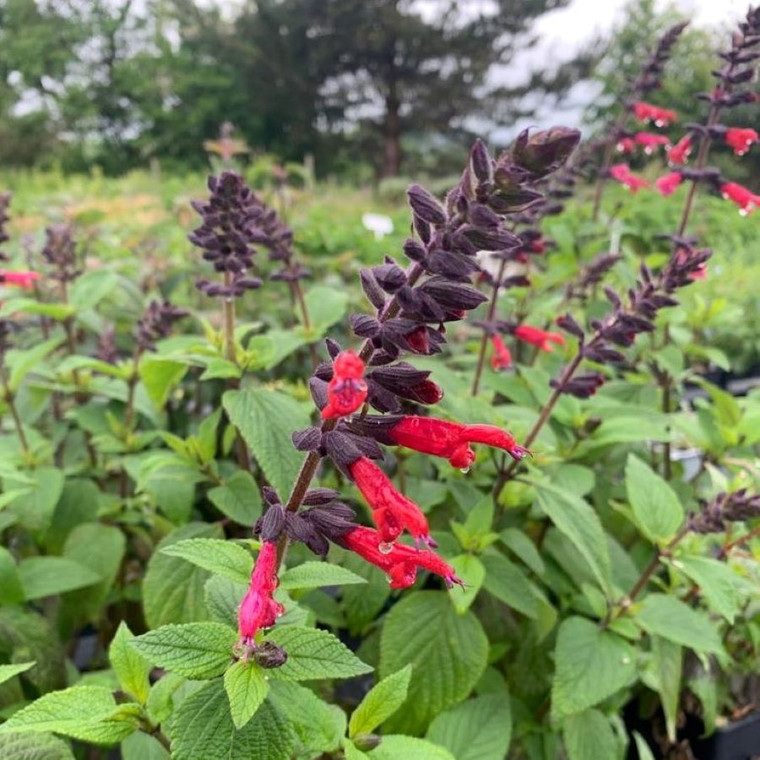  Salvia 'Sebastian' (Sage 'Sebastian') | Herb Plant buy online