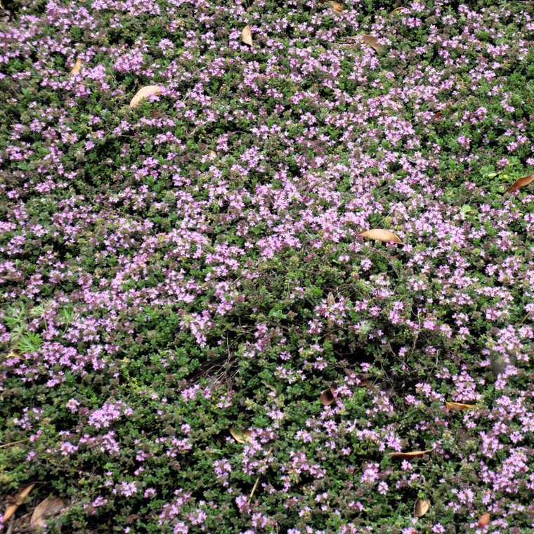 Buy Thymus serpyllum | Herb Plant for Sale in 9cm Pot