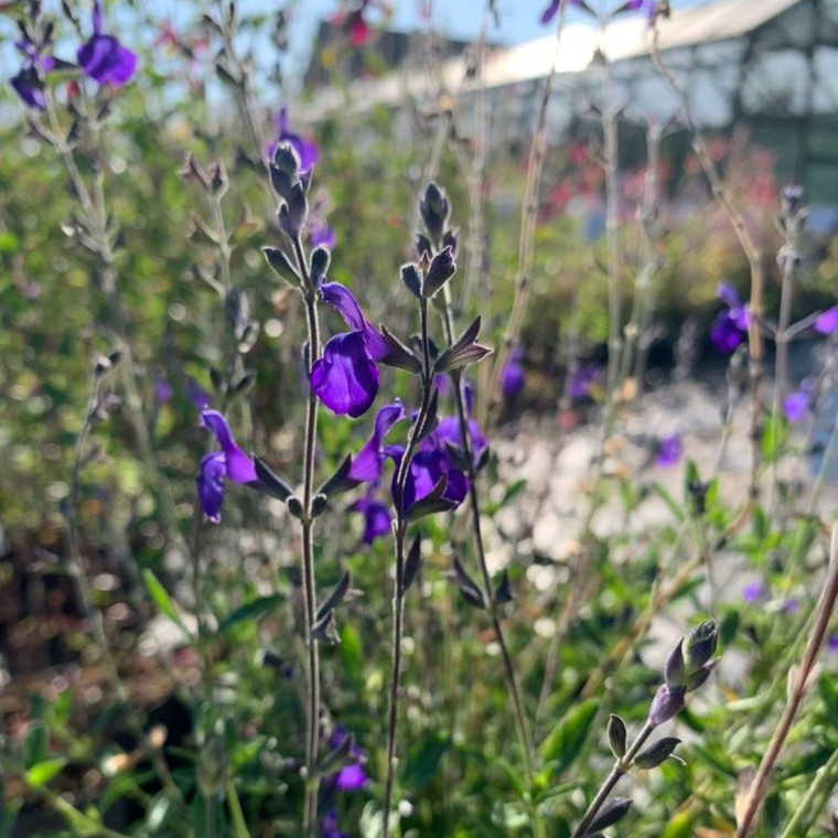 Salvia greggii 'Blue Note'| Buy online in I Litre pot