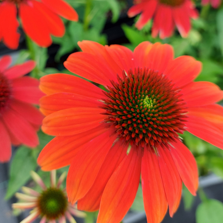 Echinacea ' Artisan Soft Ombre' 