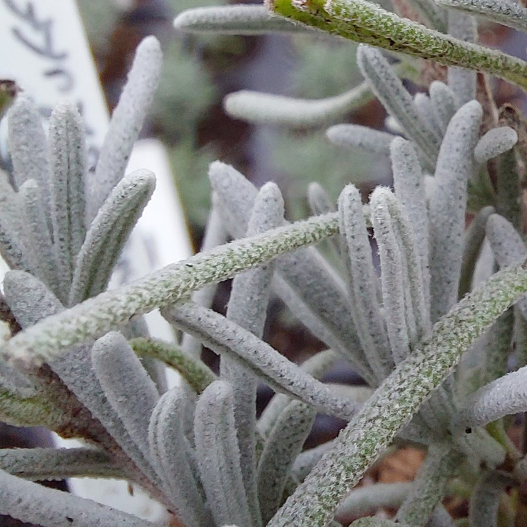 Lavandula x chaytoriae 'Richard Gray'( Lavender 'Richard Gray') Herb Plant