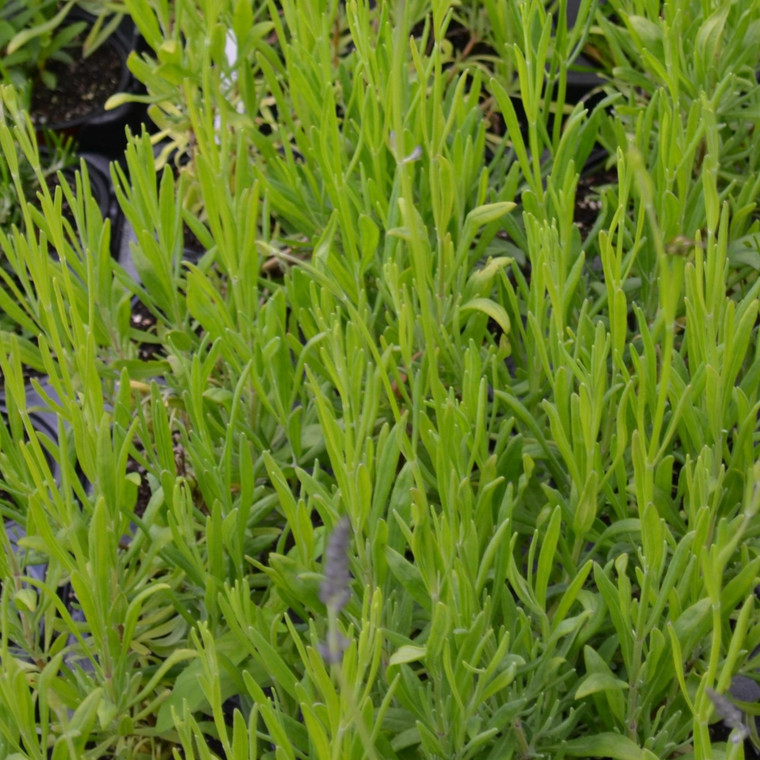 Buy Lavandula x intermedia Lavender,'Grappenhall' | Herb Plant for Sale in 9cm Pot