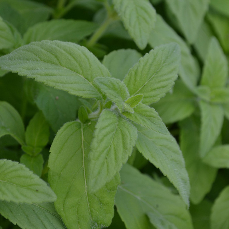 Buy Mentha arvensis 'Banana', Banana Mint | Herb Plant for Sale in 9cm Pot