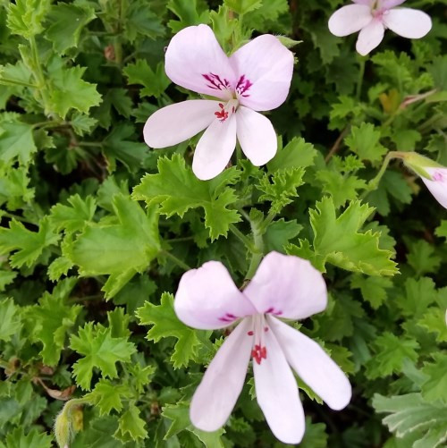 Pelargonium ‘Princeanum’ | Geranium 'Prince of Orange' | Herb Plant
