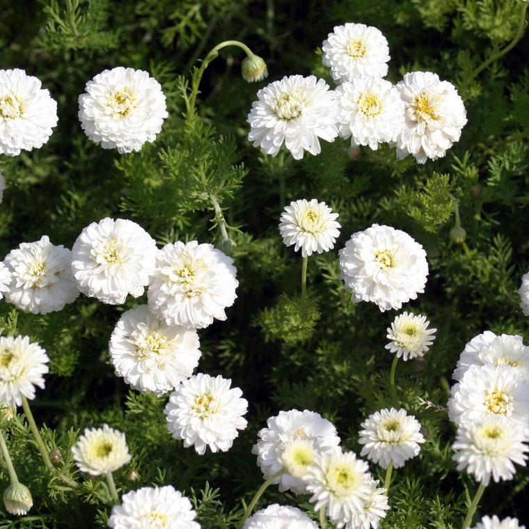 Buy Chamaemelum nobile 'Flore Pleno' Double Chamomile | Buy Herb Plant Online in 9cm Pot