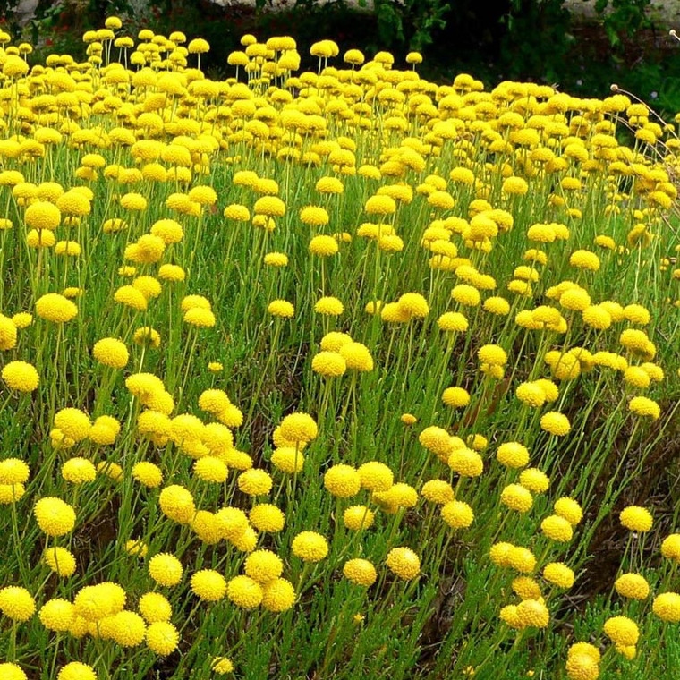 Buy Santolina Cotton Lavender Virens | Buy Herb Plant Online in 1 Litre Pot