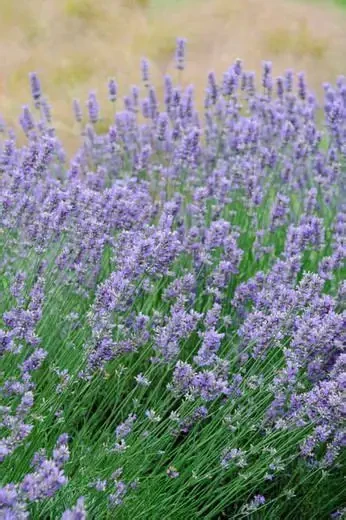 Lavender Seal