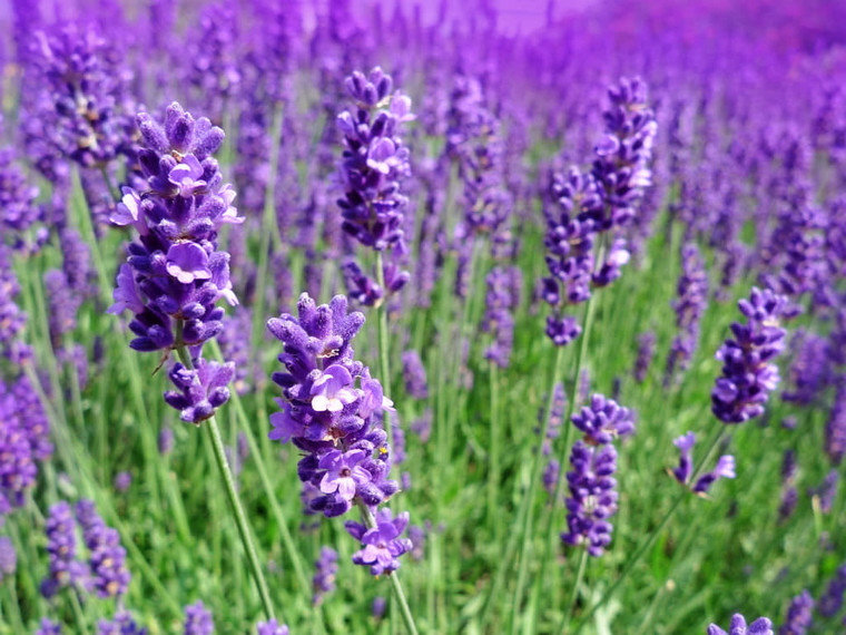 Buy Lavandula angustifolia 'Compact' Lavender Compact| Herb Plant for Sale in 1 litre Pot
