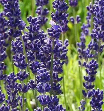 Lavandula angustifolia 'Havana' (Lavender 'Havana') Herb Plant