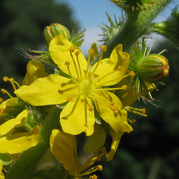 Agrimony yellow flower