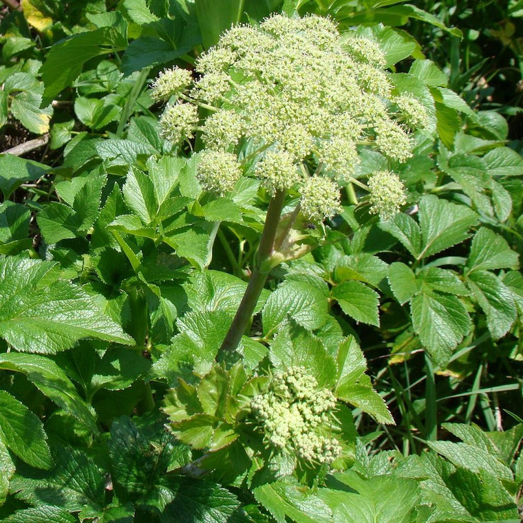 Buy Angelica 'pachycarpa' Spanish Angelica | Herb Plant for Sale in 1 Litre Pot