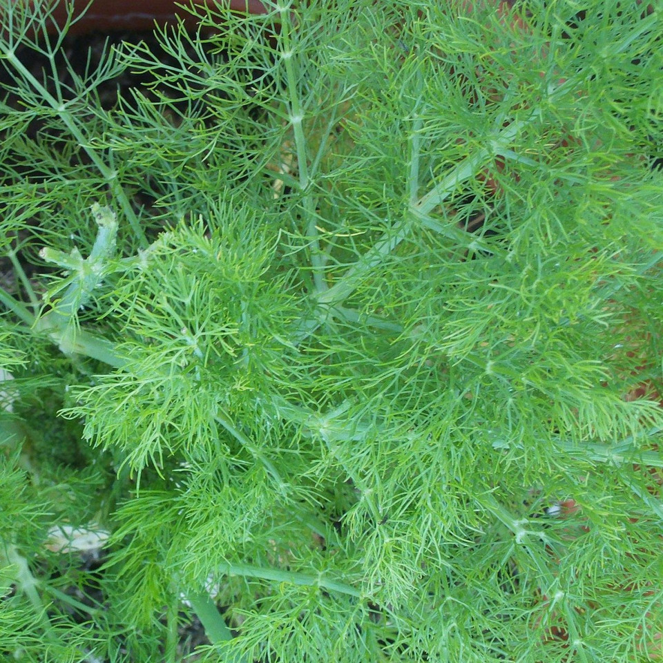 Florence Fennel (Foeniculum vulgare) 12 Foeniculum vulgare (Fennel) Herb Plant