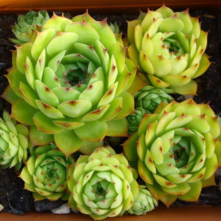 Sempervivum tectorum Houseleek Buy Herb Plants