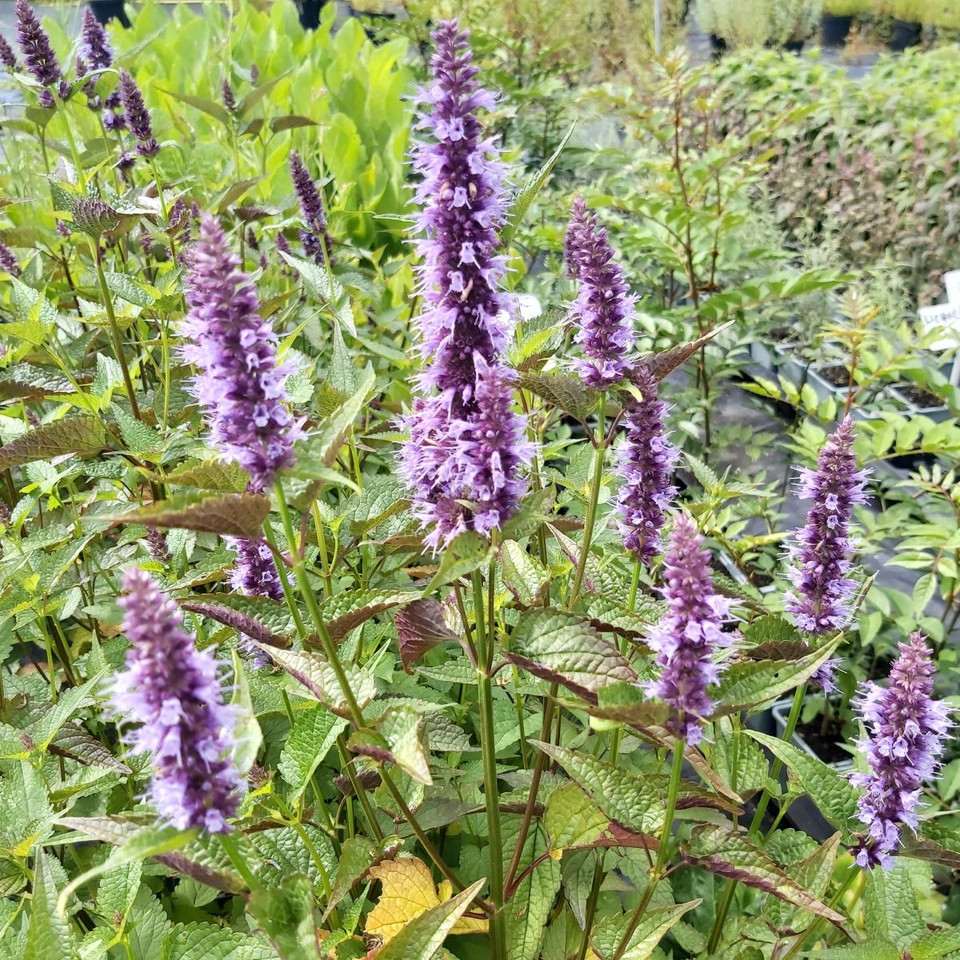 Korean Mint Purple Buy Herb Plants