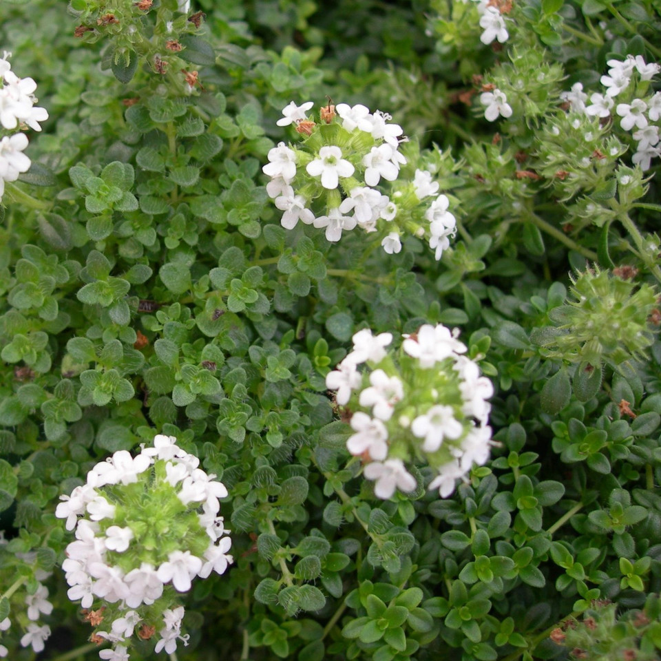 Thymus serpyllum var. 'albus' Thyme Creeping White Buy Herb Plants