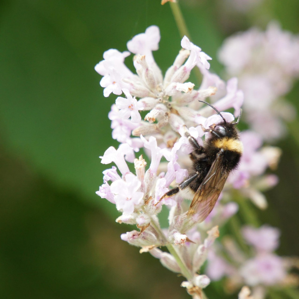 Lavandula angustifolia 'Loddon Pink' Lavender | Buy Herb Plants