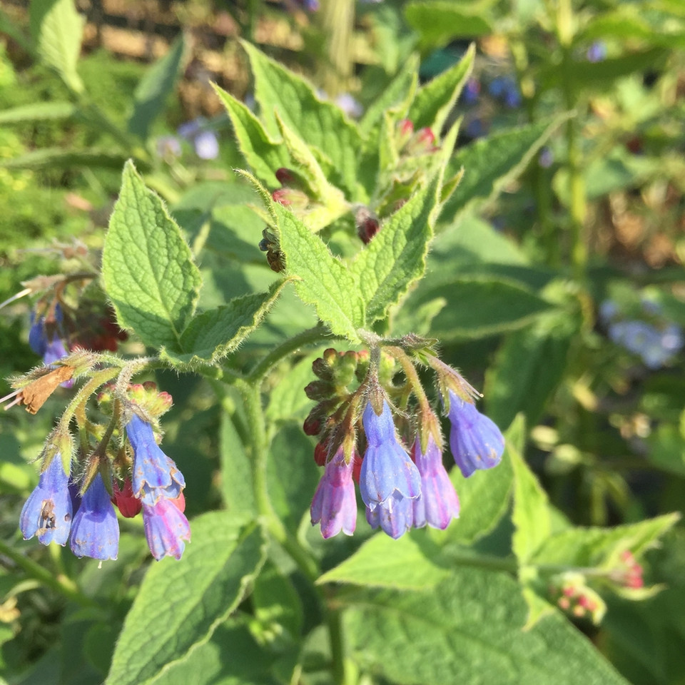 Symphytum Caucasicum Comfrey Blue Buy Herb Plants