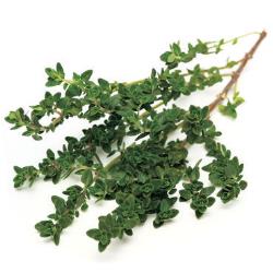 Thyme Plants for Sale: Buy Thyme Plants Online