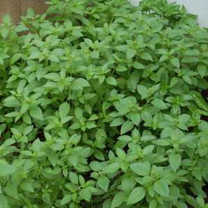 Ocimum x citriodorum Basil Lemon Buy Herb Seeds