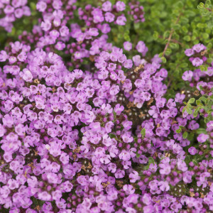 Thymus doerfleri 'Bressingham Pink' Thyme | Buy Herb Plants