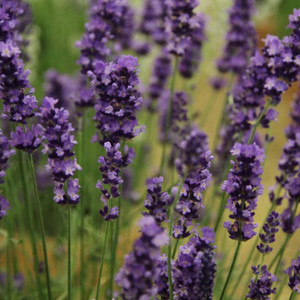 Lavandula angustifolia (Lavender)