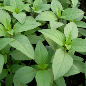 Ocimum x africanum Lime Lime Basil Herb Plant