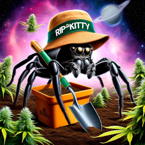 Chill Out with Ripkitty's Top 5 CBD Varieties Perfect for Unwinding After a Long Day