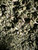 The texture appears consistent and finely ground, indicative of careful processing to preserve the beneficial trichomes.