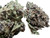 Ripkitty Legendary Platinum OG CBD Hemp Flower