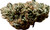 This nug is a chunky, fat-ass rock of pure fire. Dense as hell, it looks like it's been dipped in sugar crystals and rolled in fine green powder. This bud is shouting potency. The trichomes are so frosty it almost looks like it’s snowed over. This one’s guaranteed to hit like a freight train.