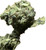 Ripkitty Royal Flowers