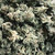 Bubba Kush Clusters