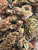 Next up, we've got some bud porn that’s as raw as it gets. These flowers are bursting with colors, from deep greens to rusty oranges, each one looking like it’s been through a battle and came out stronger. That mix of hues shows off the rich terpene profile, making your mouth water just looking at it.