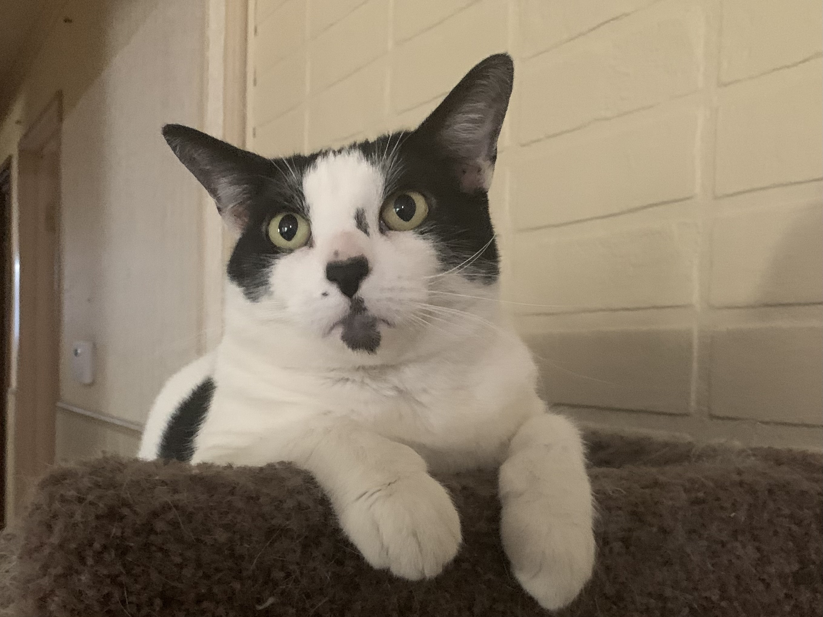 peewee1.jpg