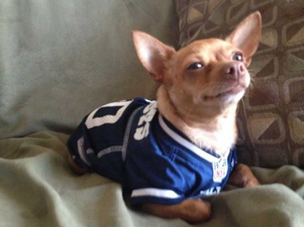 dallas cowboys dog jersey