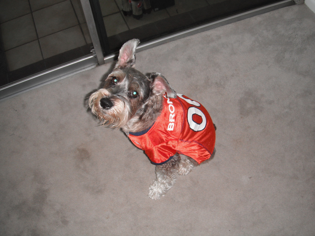 broncos dog jersey