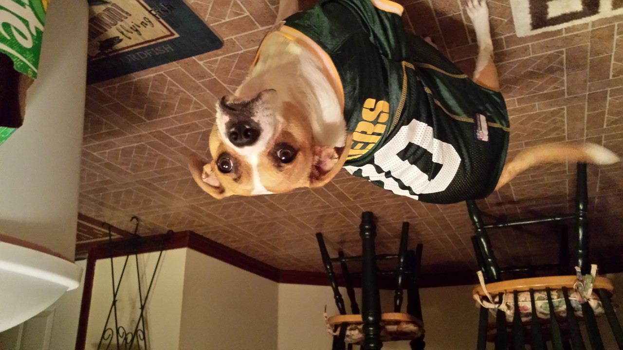 packers pet jersey