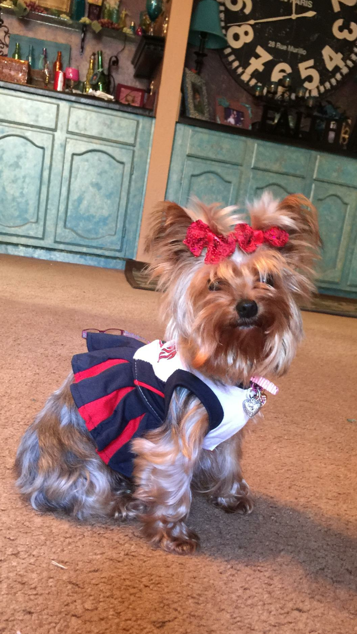 new england patriots dog jersey